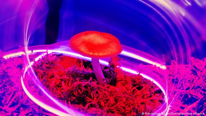 Magic Mushrooms Fight Depression Better Than Antidepressants